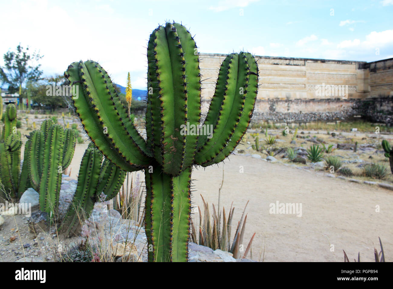 Riesigen mexikanischen grnen Kaktus wchst Neben piramid, mexikanische  Traditionelle groe Kaktus, mexikanischen Wste mit piramids, Oaxaca  Stockfotografie - Alamy