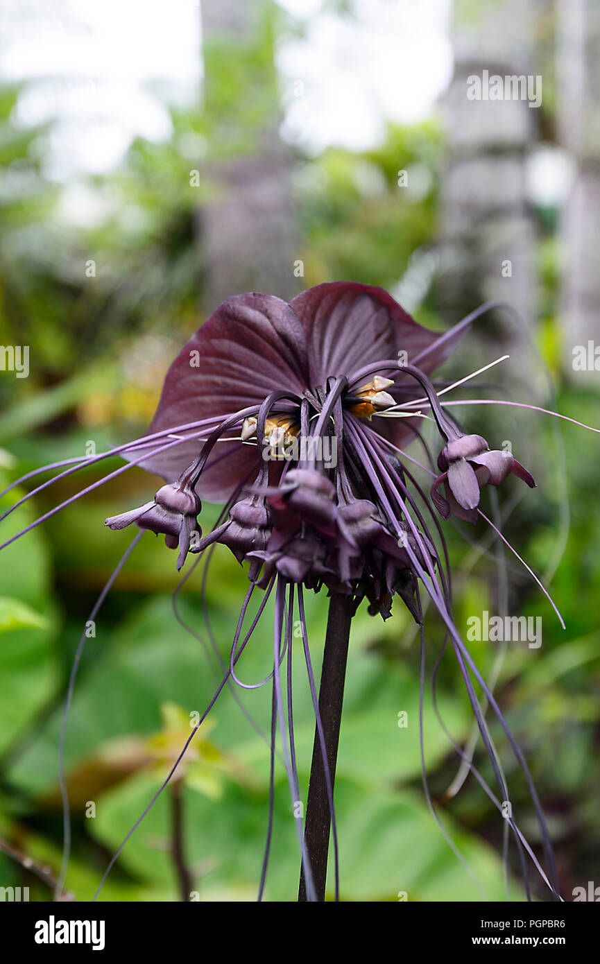 Bat Blume (Tacca Integrifolia) ist eine blühende Pflanze in der Yam Familie, beheimatet in den tropischen und sub-tropischen Regenwälder in Zentralasien Stockfoto