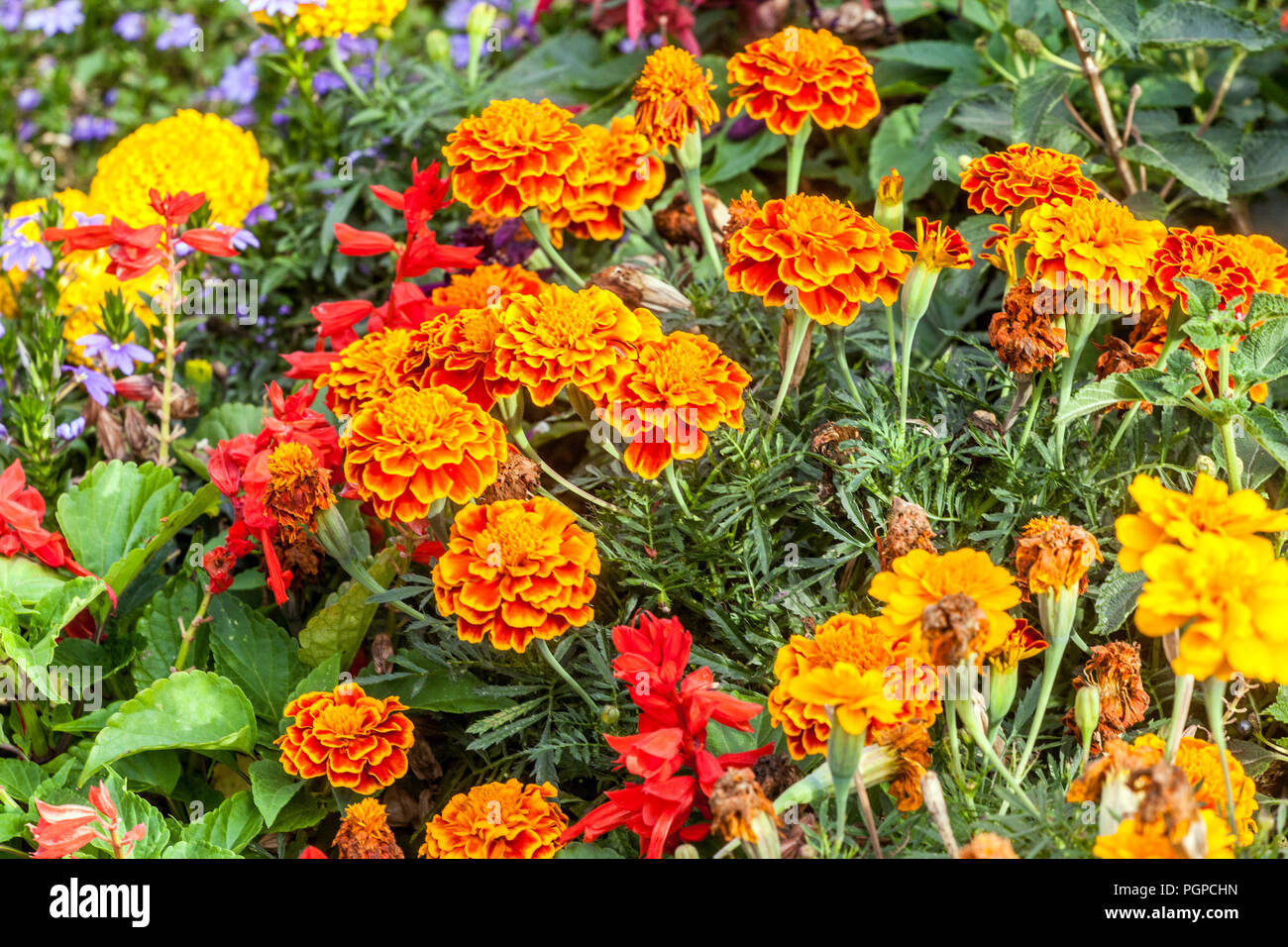 Bunte jährliche Pflanzen für den Sommer Parterres, Tagetes, Französisch Ringelblume Stockfoto