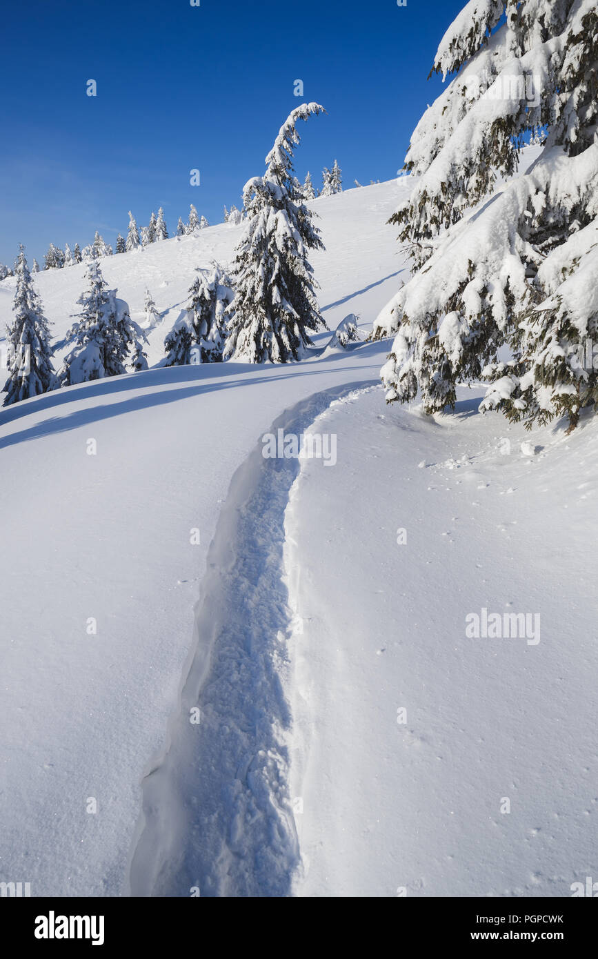 Winter Wald im Schnee. Berglandschaft mit einem Fußweg. Sonnigen Tag und frostige Wetter Stockfoto