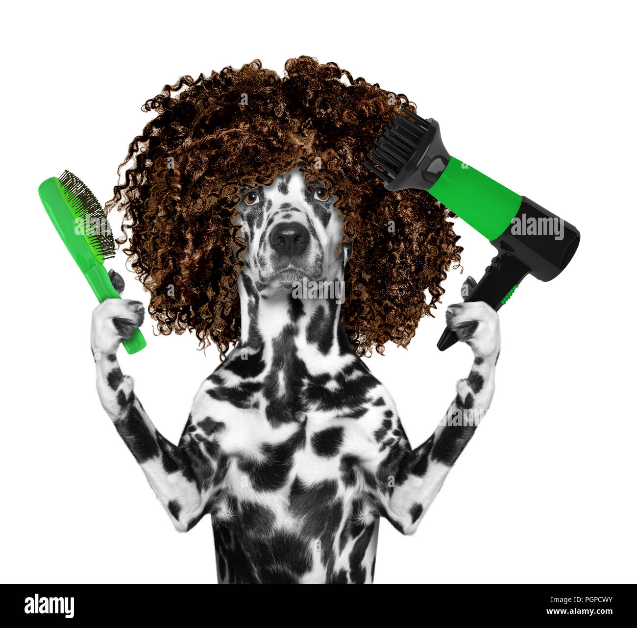 Dog Styling Stockfotos Und Bilder Kaufen Alamy