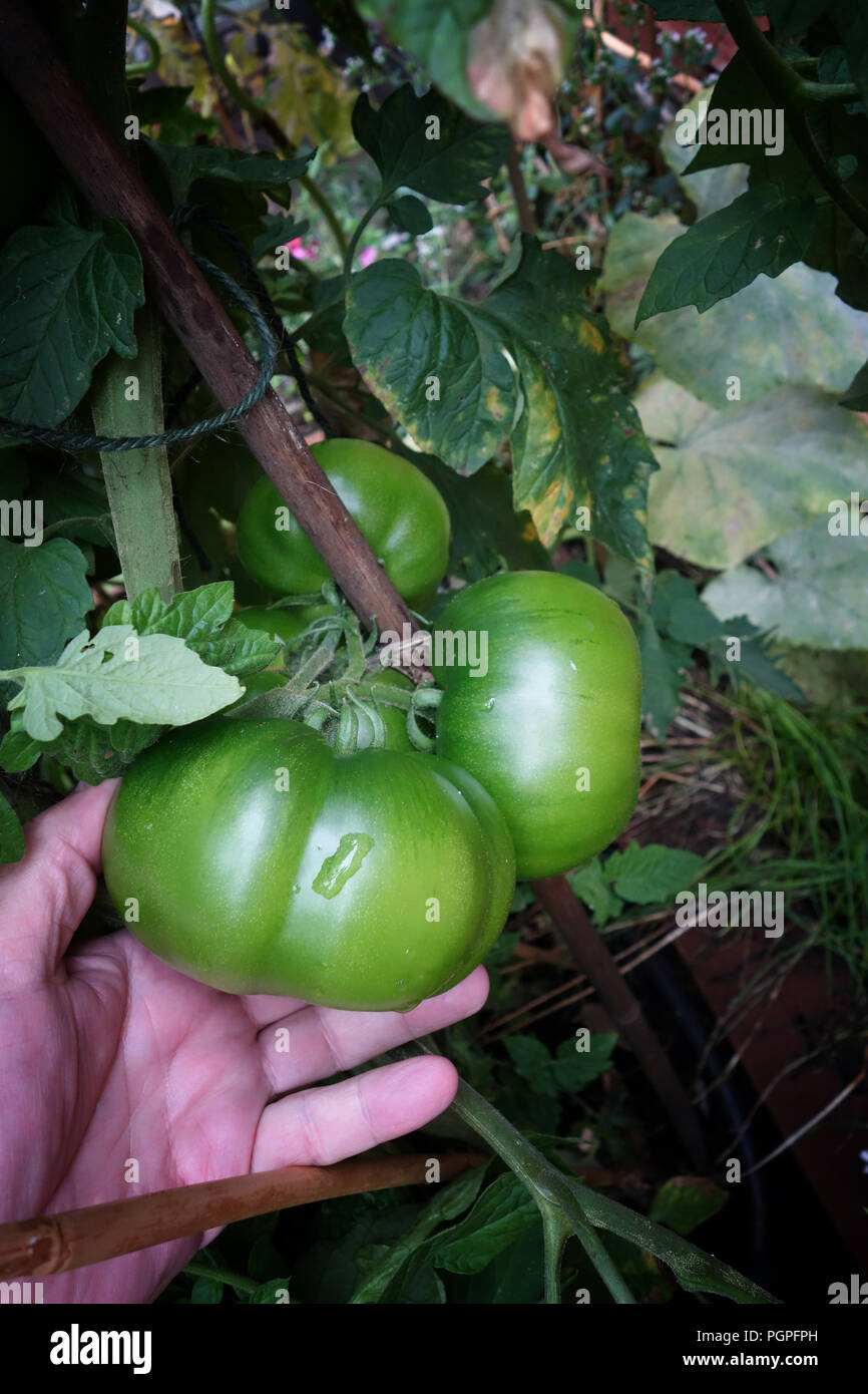 Sehr große heimische Tomaten im Garten einer privaten Haus in Rotherham, South Yorkshire, England gesehen. Stockfoto