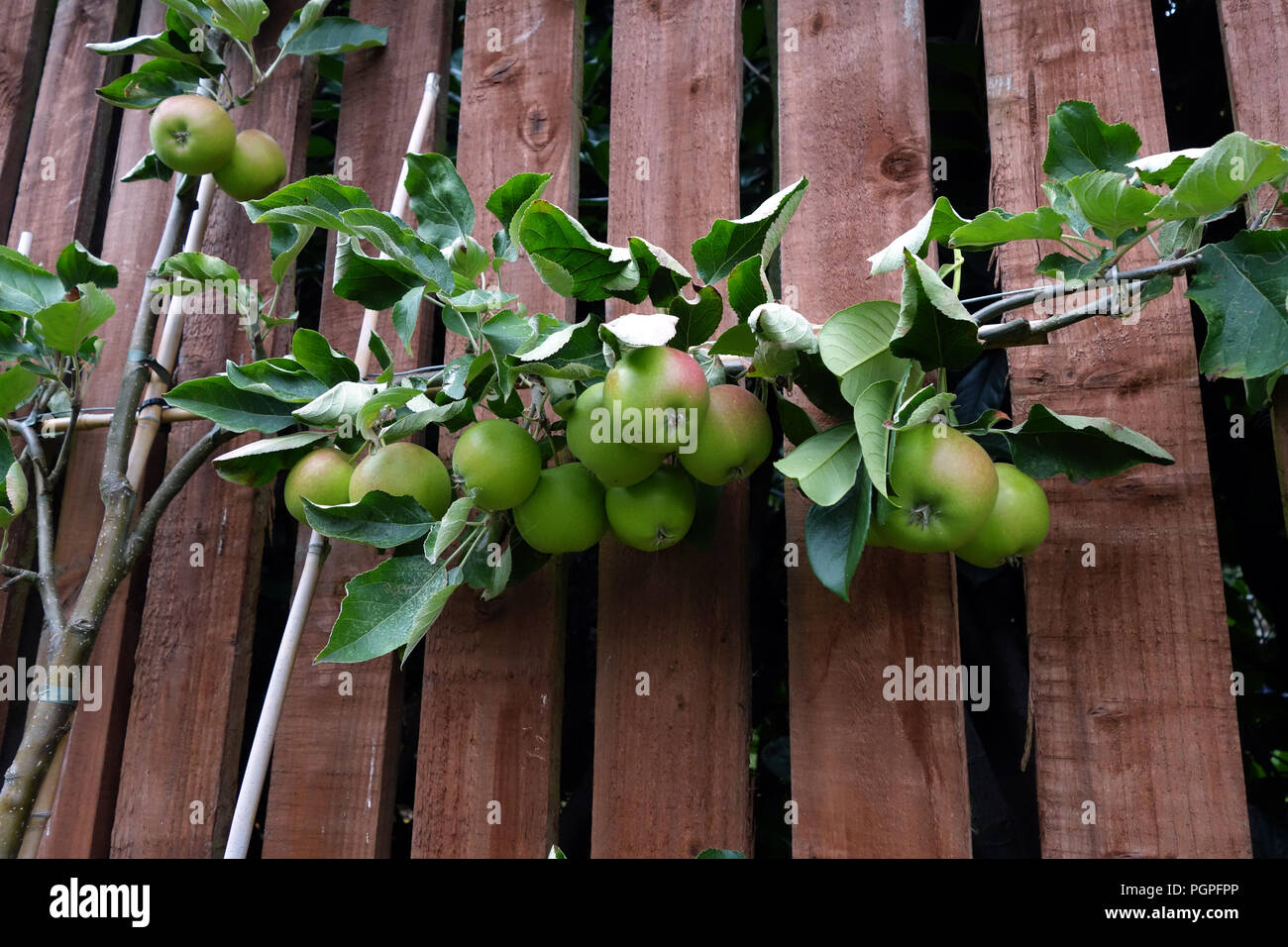 Die Spalier apple tree auf einem Gartenzaun in Rotherham, South Yorkshire, England wächst. Stockfoto