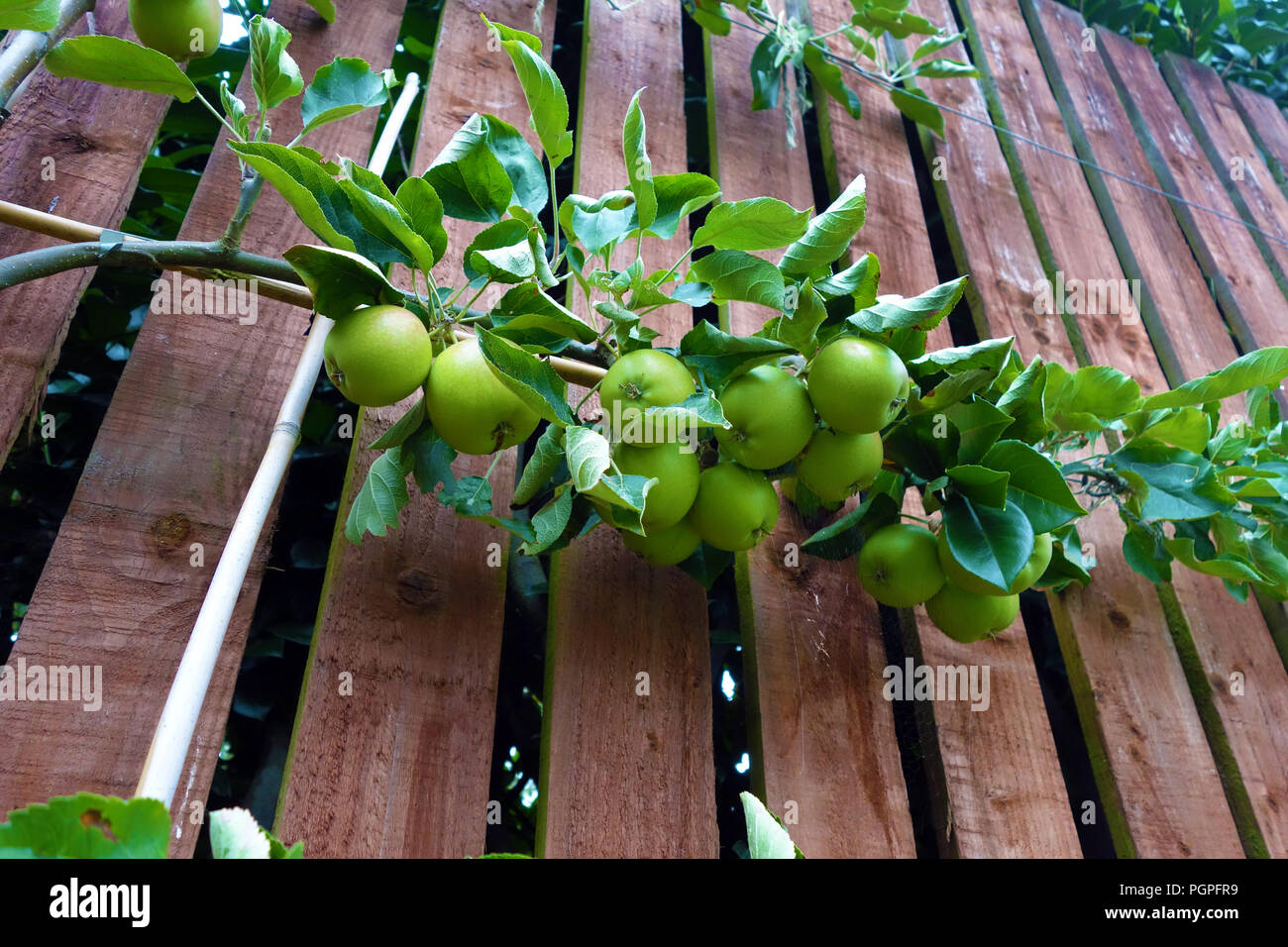 Die Spalier apple tree auf einem Gartenzaun in Rotherham, South Yorkshire, England wächst. Stockfoto