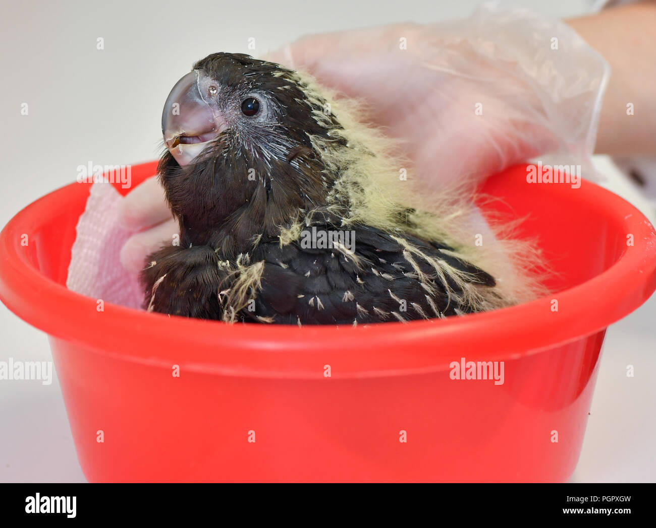Calyptorhynchus lathami Fotos und Bildmaterial in hoher Auflösung Alamy