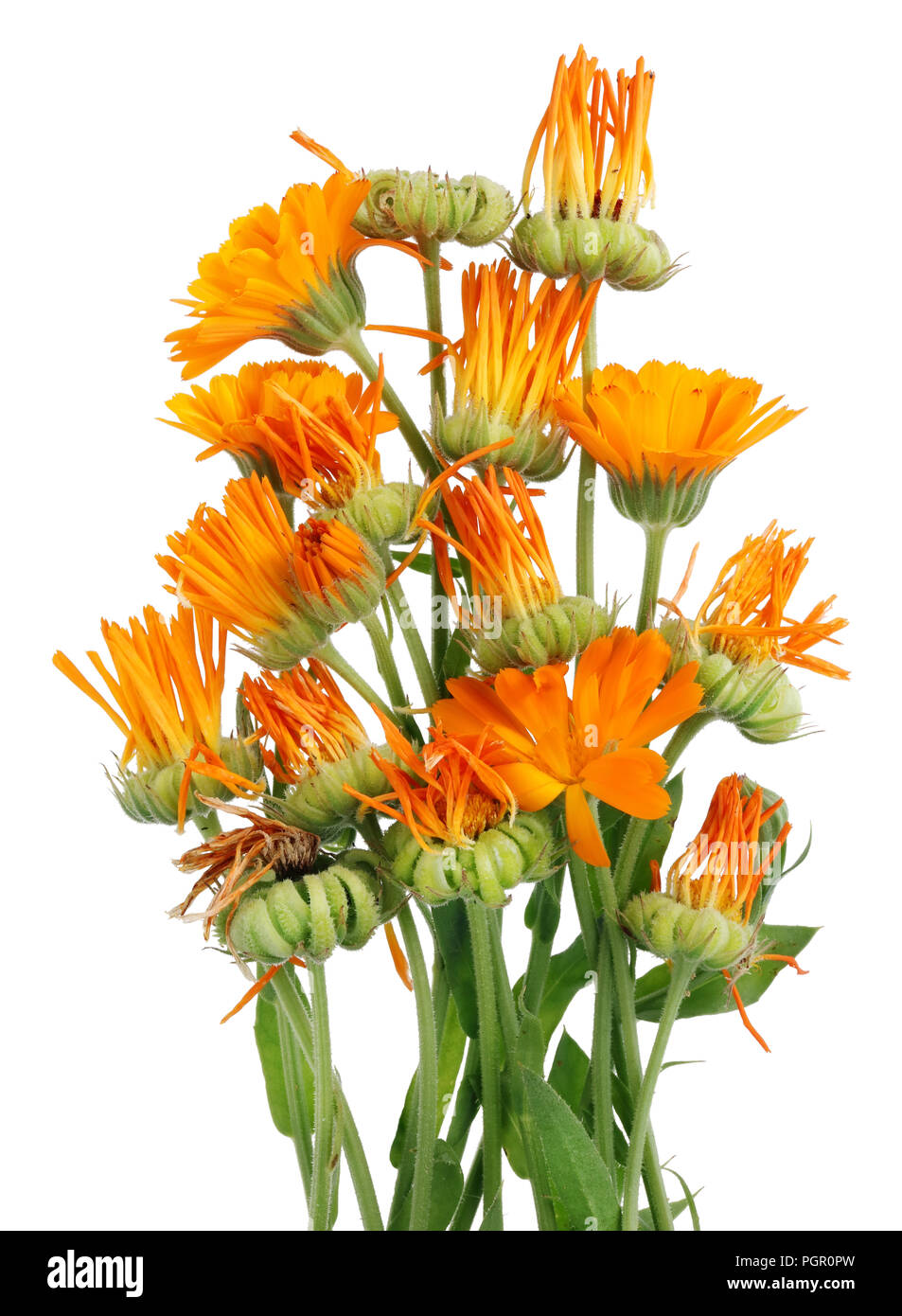 Orangefarbene Sommer Juni calendula Gänseblümchen alten Blüten und Samen. Auf weissem Makro studio shot Isoliert Stockfoto