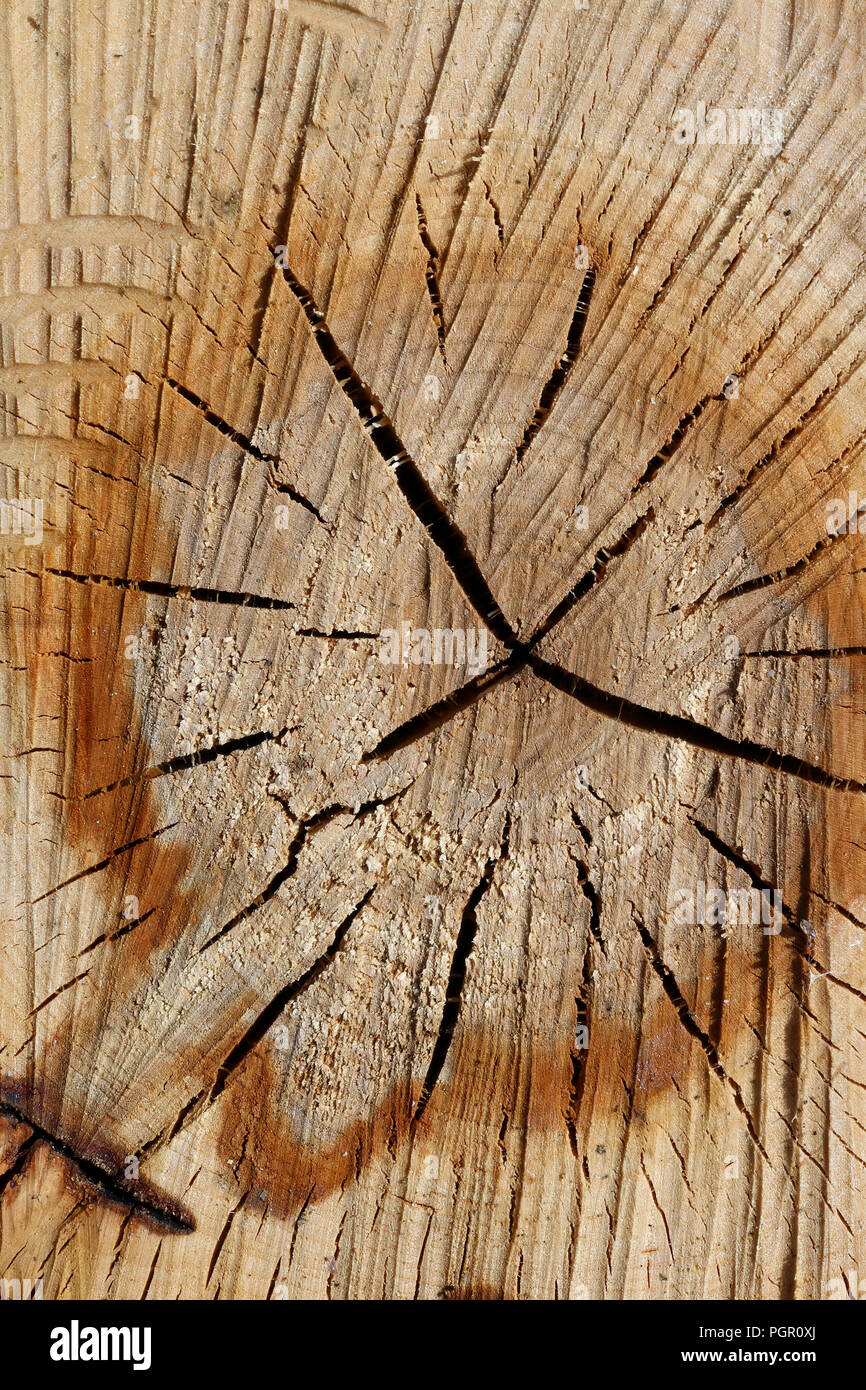 Frisch geschnitten von alten hölzernen Aspen mit radiale Risse anmelden. Sonniger Frühlingstag Außenaufnahme Stockfoto