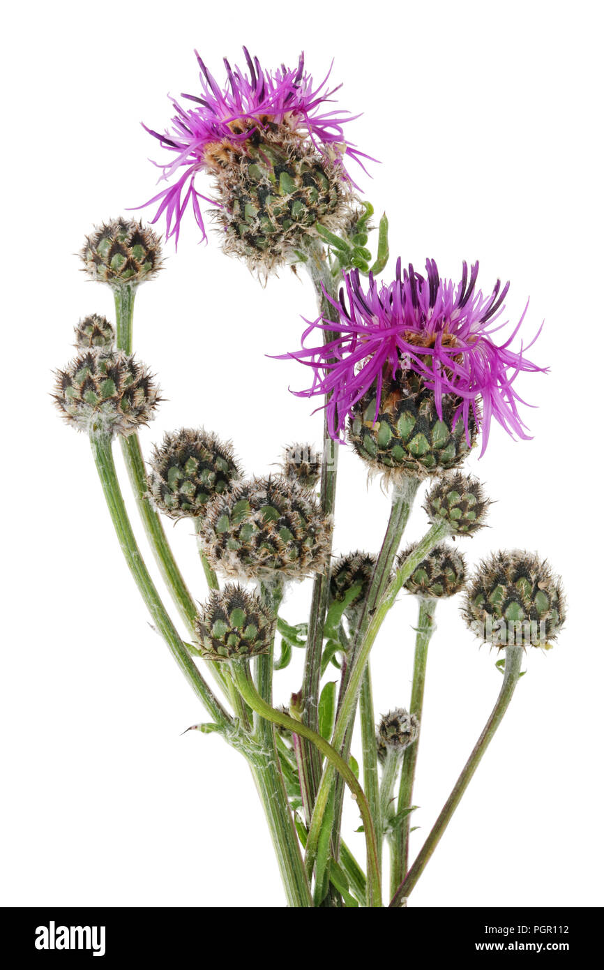 Juni ist die Zeit der Blüte und die Reifung der klassischen schottischen Distel Pflanze. Auf weissem studio Makroaufnahme isoliert Stockfoto
