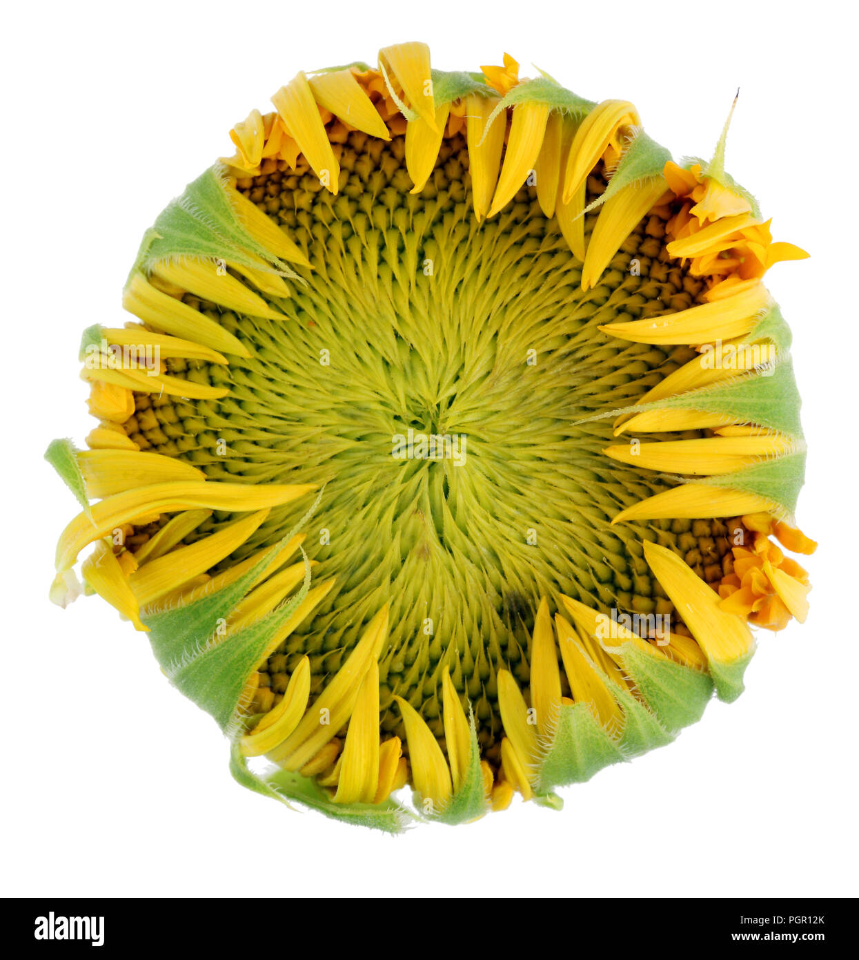 Sonnenblume bud am Anfang der Samen reifen - der Blick von der Seite der Blume. Auf weissem studio Makroaufnahme isoliert Stockfoto