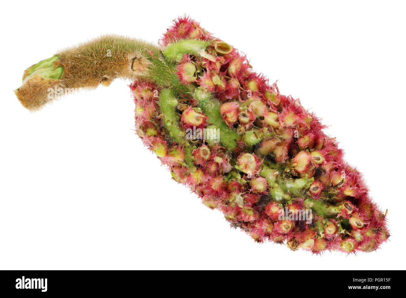 Im Inneren des roten Sommer Blume Garten dekorative Strauch - giftige Sumac. Im Inneren der Anlage Konzept. Auf weissem studio Makroaufnahme isoliert Stockfoto Im Inneren des roten Sommer Blume Garten dekorative Strauch - giftige Sumac. Im Inneren der Anlage Konzept. Auf weissem studio Makroaufnahme isoliert Stockfoto