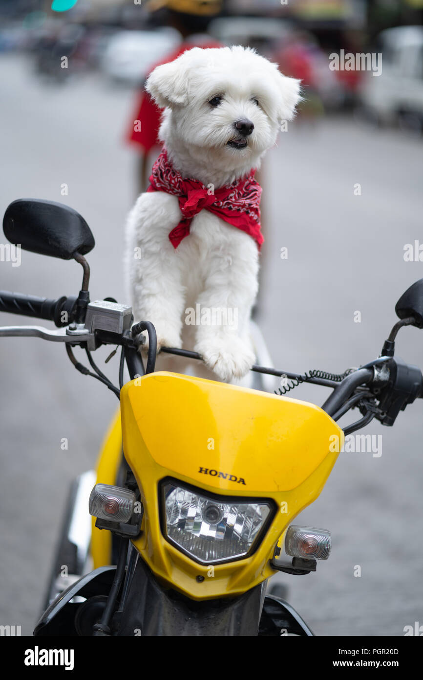 Kleine niedliche weißen Hund stehend auf einem Motorrad in reiter Stellung. Stockfoto