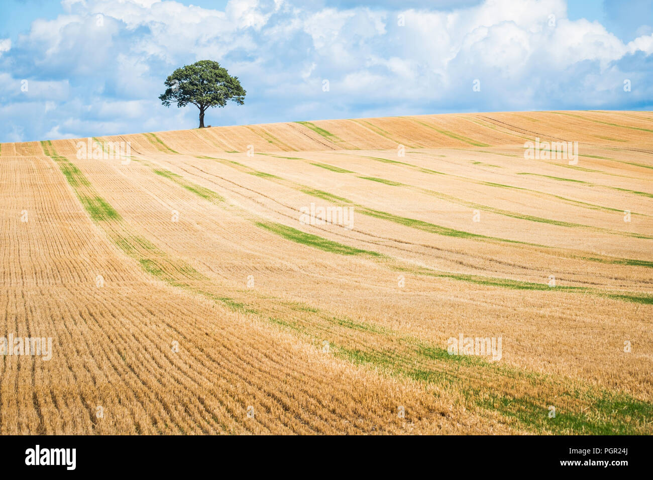 Ein einsamer Baum auf die Skyline einer der Arbeitsscheinwerfer zur Kontrolle der Schnitthöhe. Stockfoto