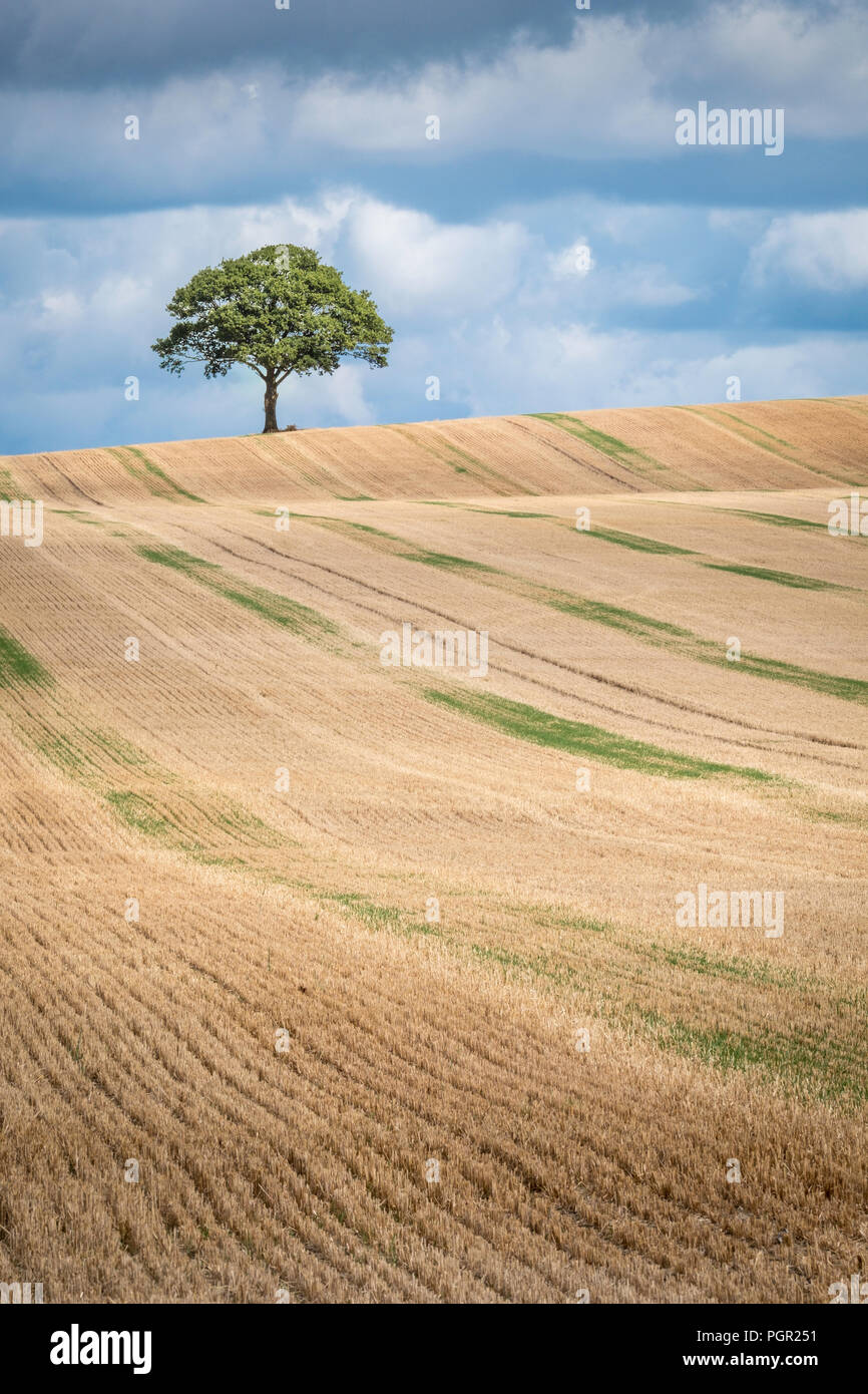 Ein einsamer Baum auf die Skyline einer der Arbeitsscheinwerfer zur Kontrolle der Schnitthöhe. Stockfoto