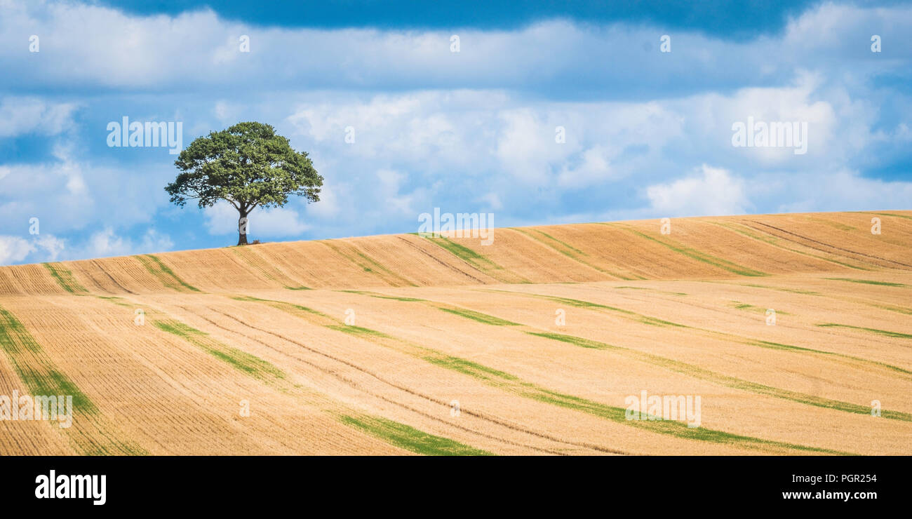 Ein einsamer Baum auf die Skyline einer der Arbeitsscheinwerfer zur Kontrolle der Schnitthöhe. Stockfoto