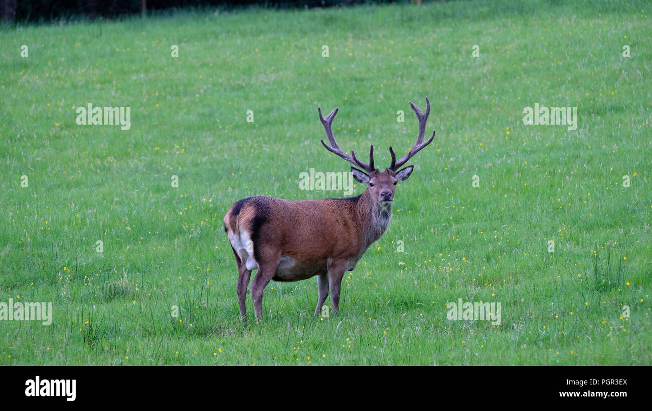 Einsamer Roter Hirsch in den schottischen Highlands Beweidung das grüne Gras. Stockfoto