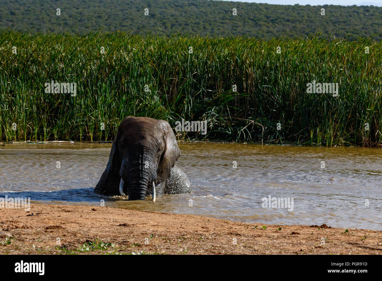 Elefant in der Verdammung Sitzen mit dem langen Gras im Hintergrund Stockfoto