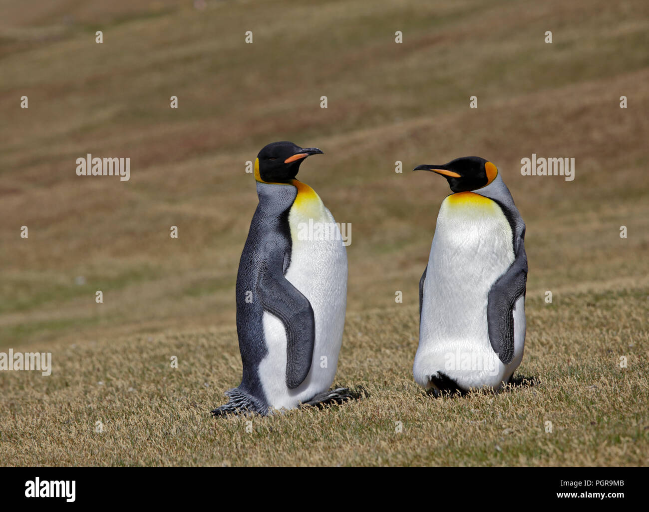 Zwei Königspinguine (Aptenodytes patagonicus) auf Saunders Island, den Falklandinseln, Südliche Ozean Stockfoto