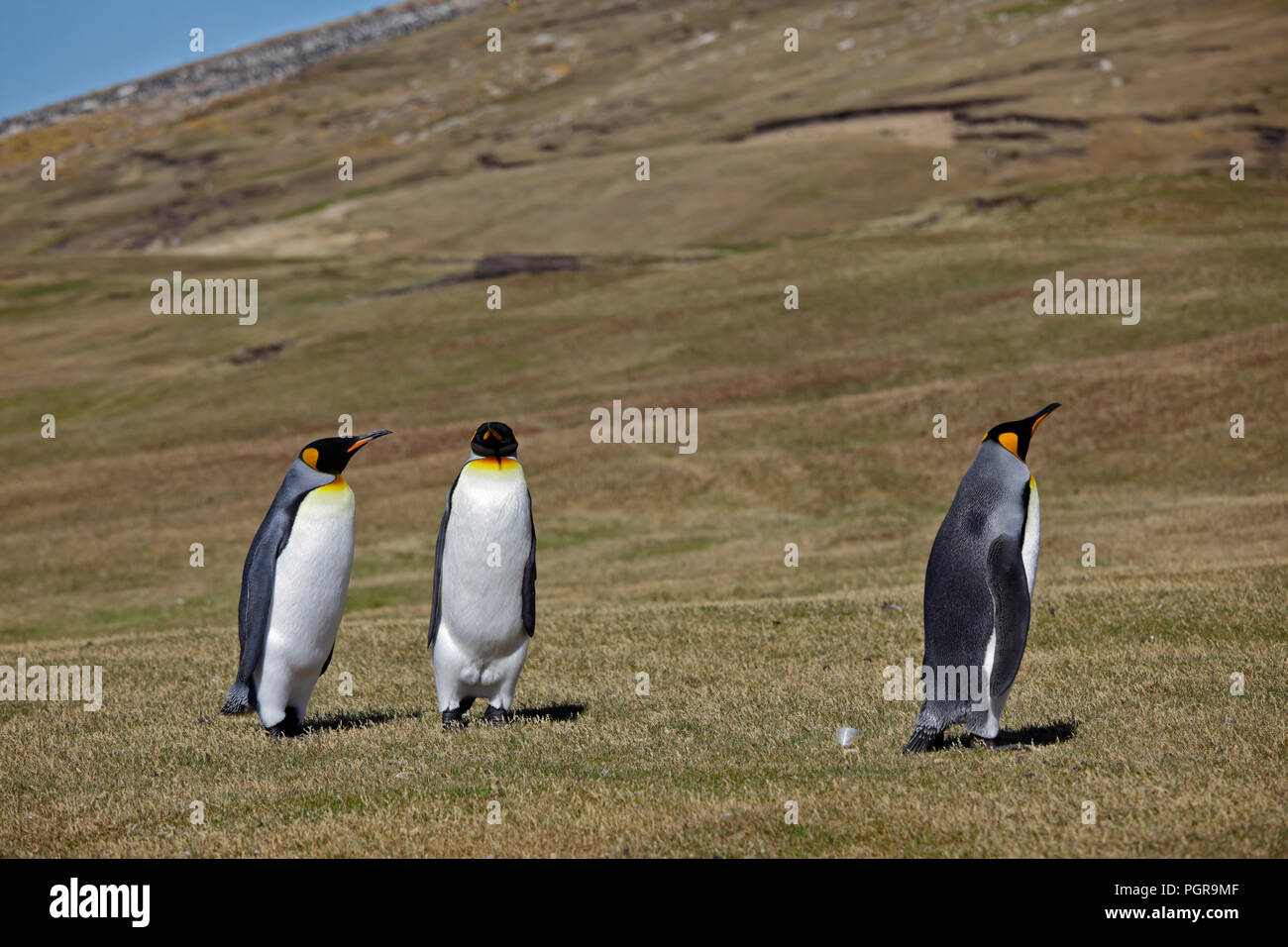 Drei Königspinguine (Aptenodytes patagonicus) auf Saunders Island, den Falklandinseln, Südliche Ozean Stockfoto