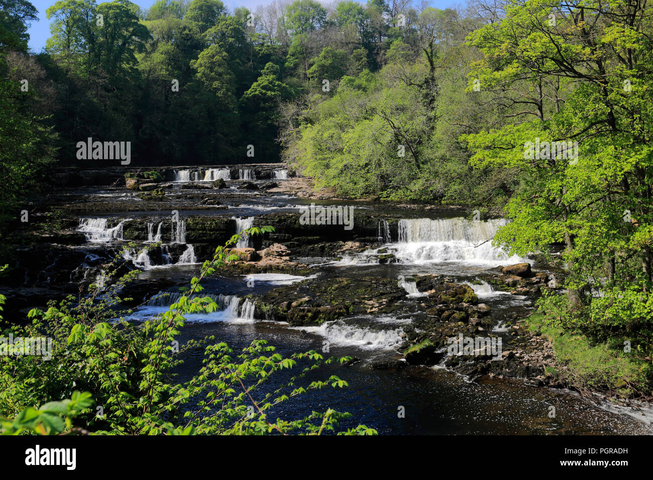 Sommer, Upper Falls von Aysgarth fällt, Fluß Ure, Wensleydale, Yorkshire Dales National Park, North Yorkshire, England Stockfoto