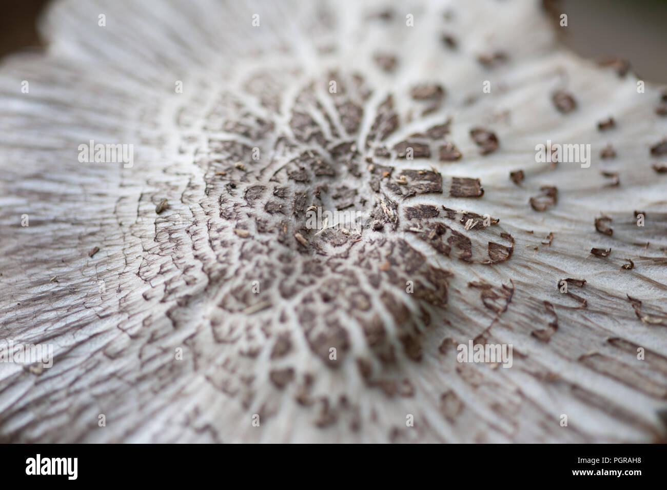 Tinte Cap Pilz Coprinus atramentarius in Nahaufnahme. Stockfoto