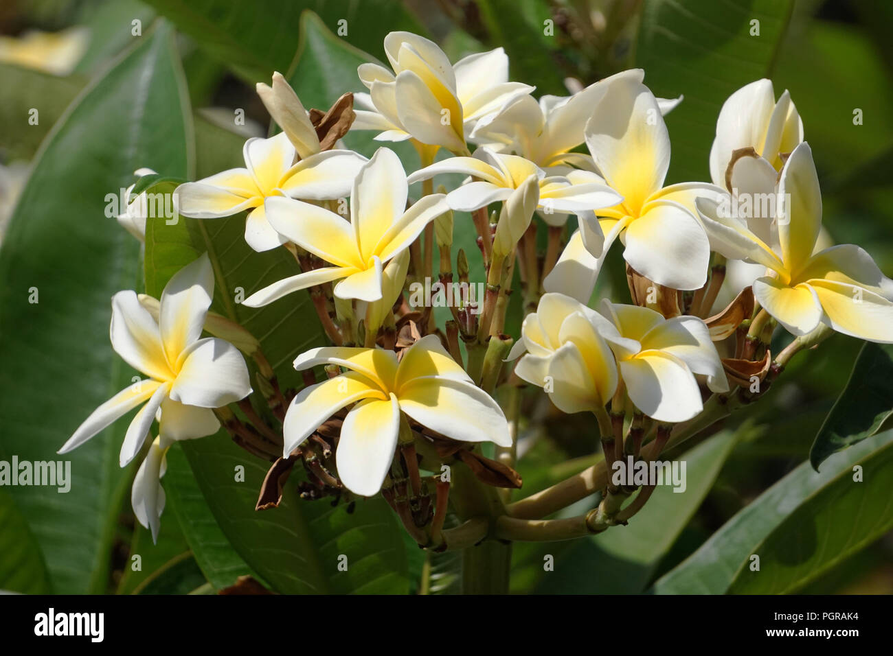 Weiß Plumeria Blumen Stockfoto