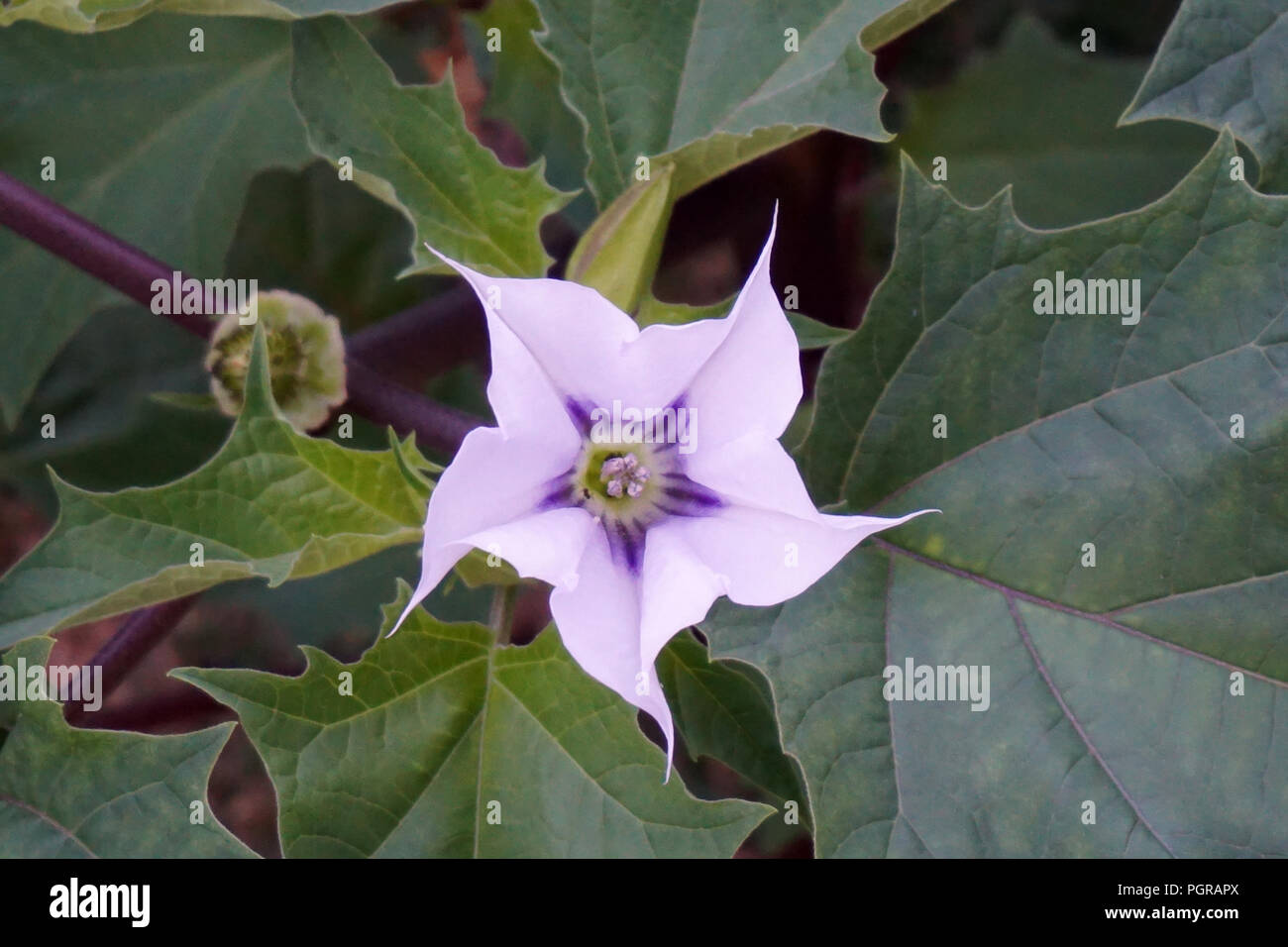 Jimson Weed Blume Stockfoto