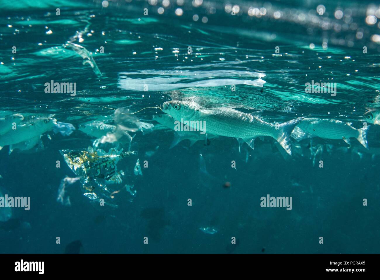 Ein Schwarm von Grauen Meeräschen Kunststoff die Verschmutzung der Oberfläche des Ozeans ingest in Ägypten Stockfoto