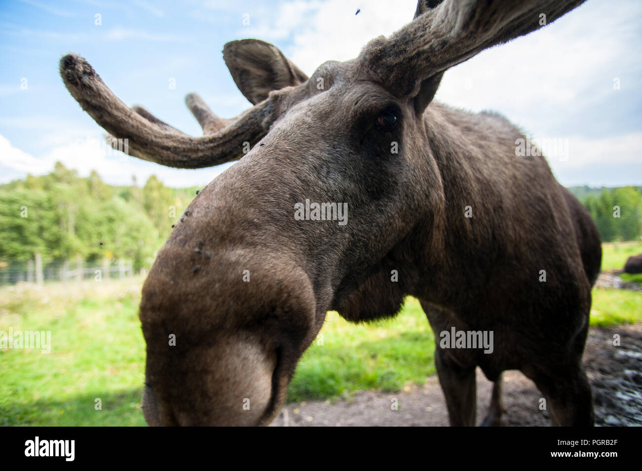 Schwedischer Elch Fotos Und Bildmaterial In Hoher Aufl sung Alamy schwedischer-elch-fotos-und-bildmaterial-in-hoher-aufl-sung-alamy