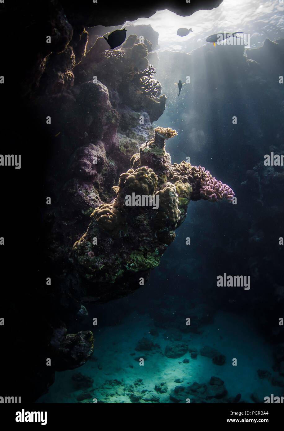 Fische schwimmen durch einen wunderschönen Underwater Coral cave im Roten Meer Stockfoto