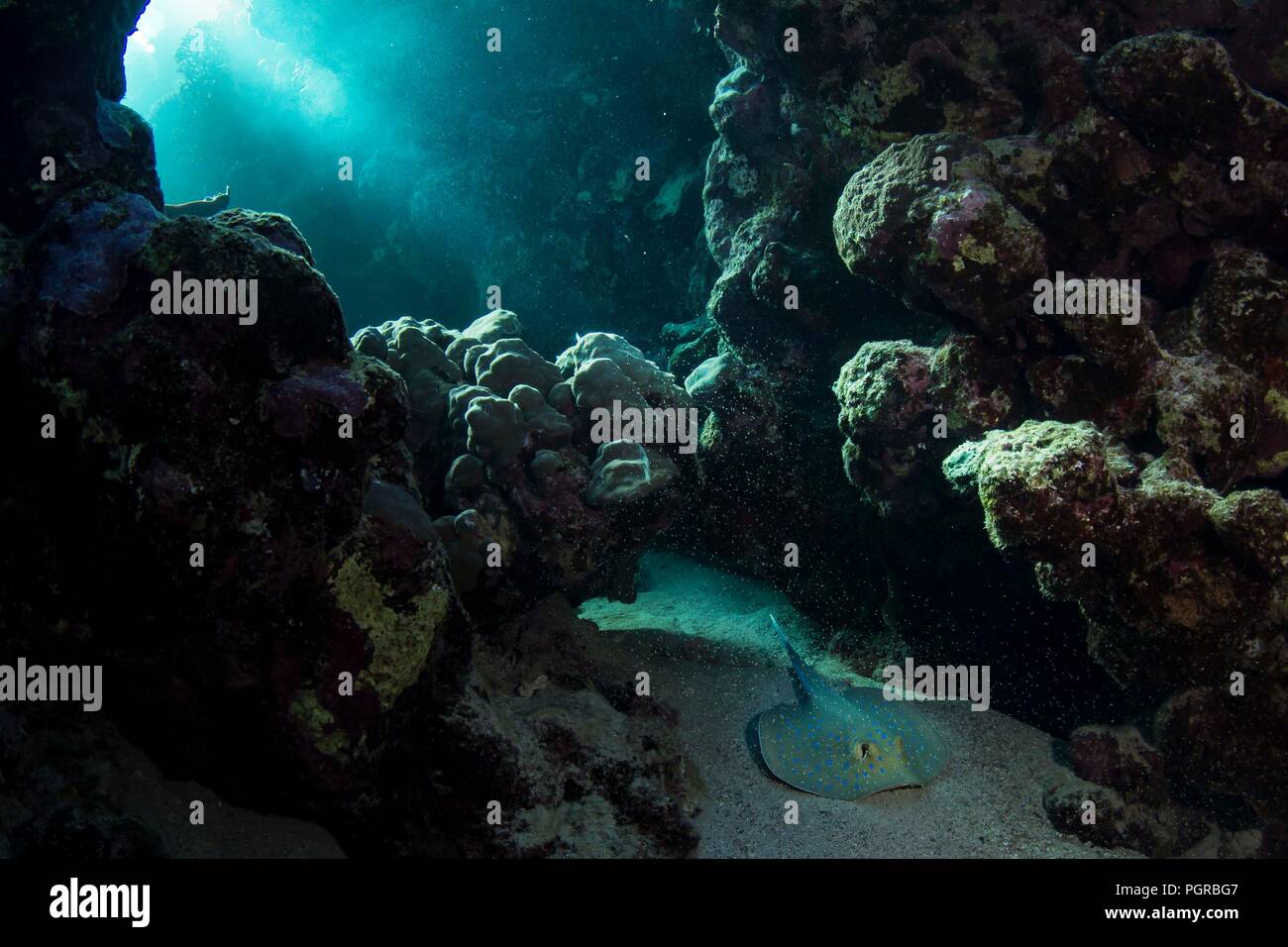 Blaupunktrochen Sting Ray Neotrygon kuhlii in Coral Reef Marsa Nakari, Ägypten. Stockfoto