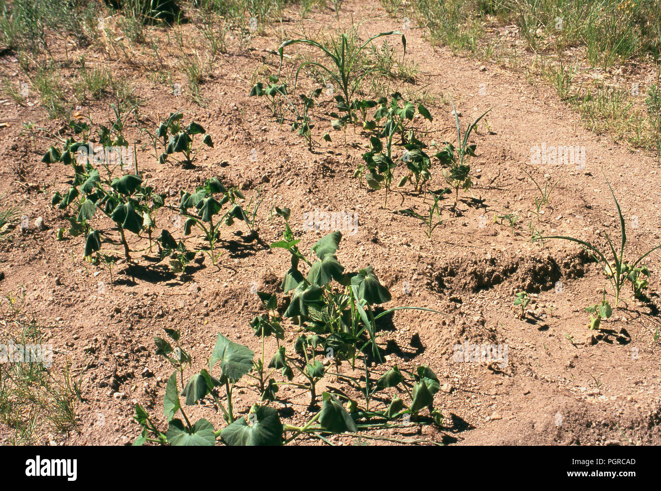 Native American Garten von Mais, Bohnen und Squash, Bandelier NM. Foto Stockfoto