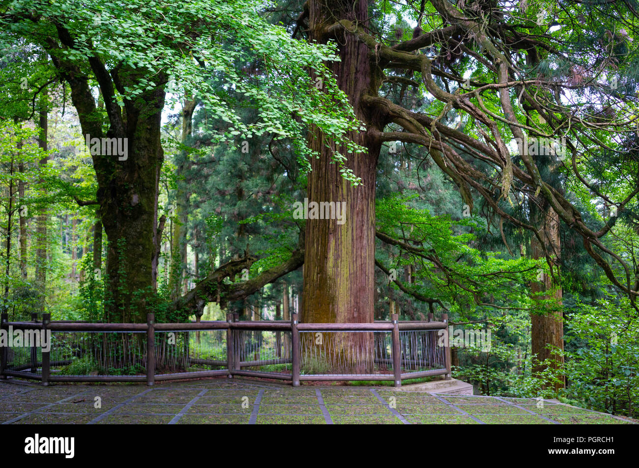 Drei alte Bäume in Lushan Nationalpark Berge mit zwei cryptomeria Bäume und ein gingko Baum in Jiangxi China Stockfoto