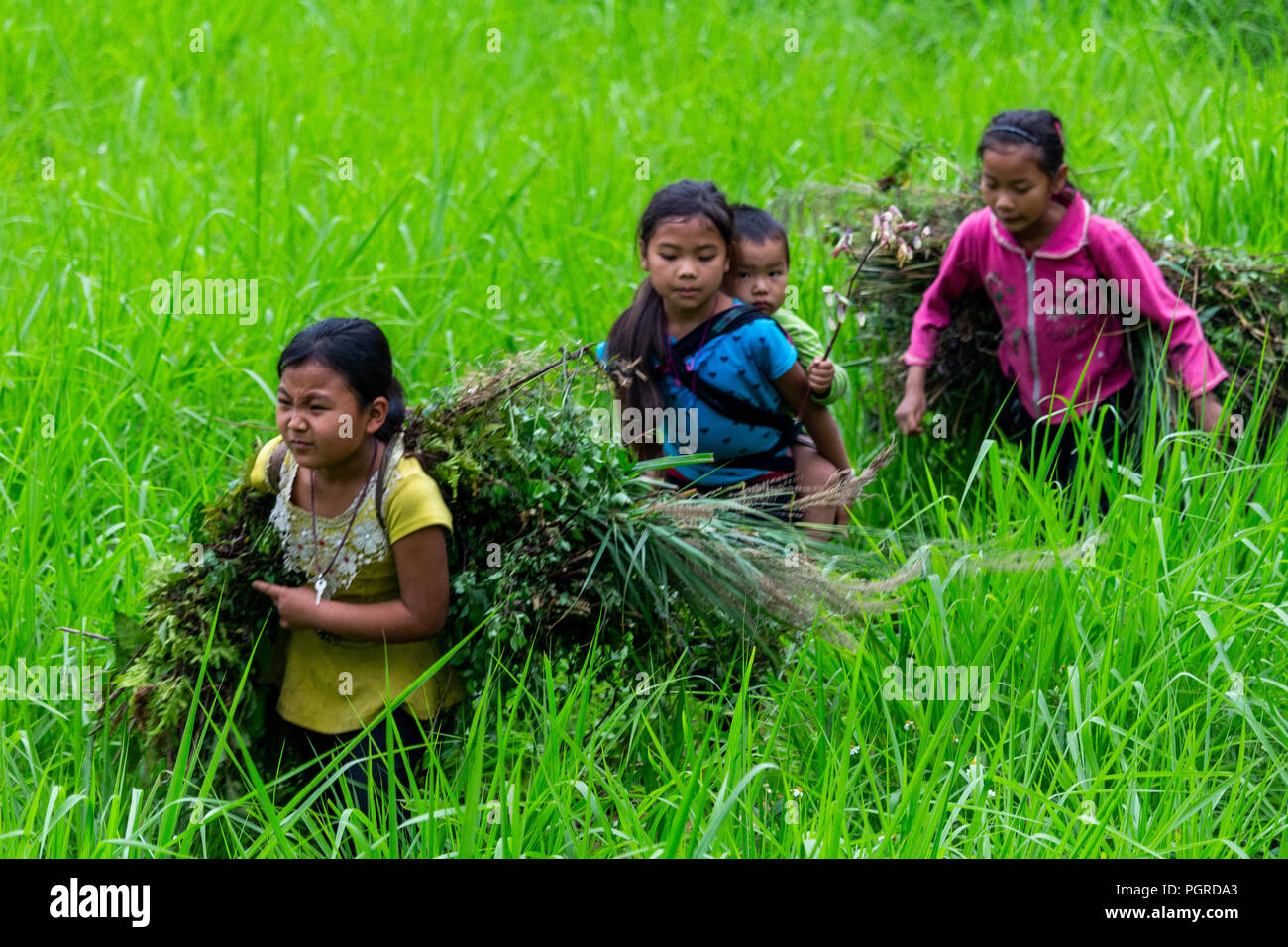 Ha Giang, Vietnam - 17. März 2018: Kinder aus der ethnischen Minderheit der Hmong, die in einem Feld. Kinderarbeit in Vietnam ist sehr häufig Stockfoto