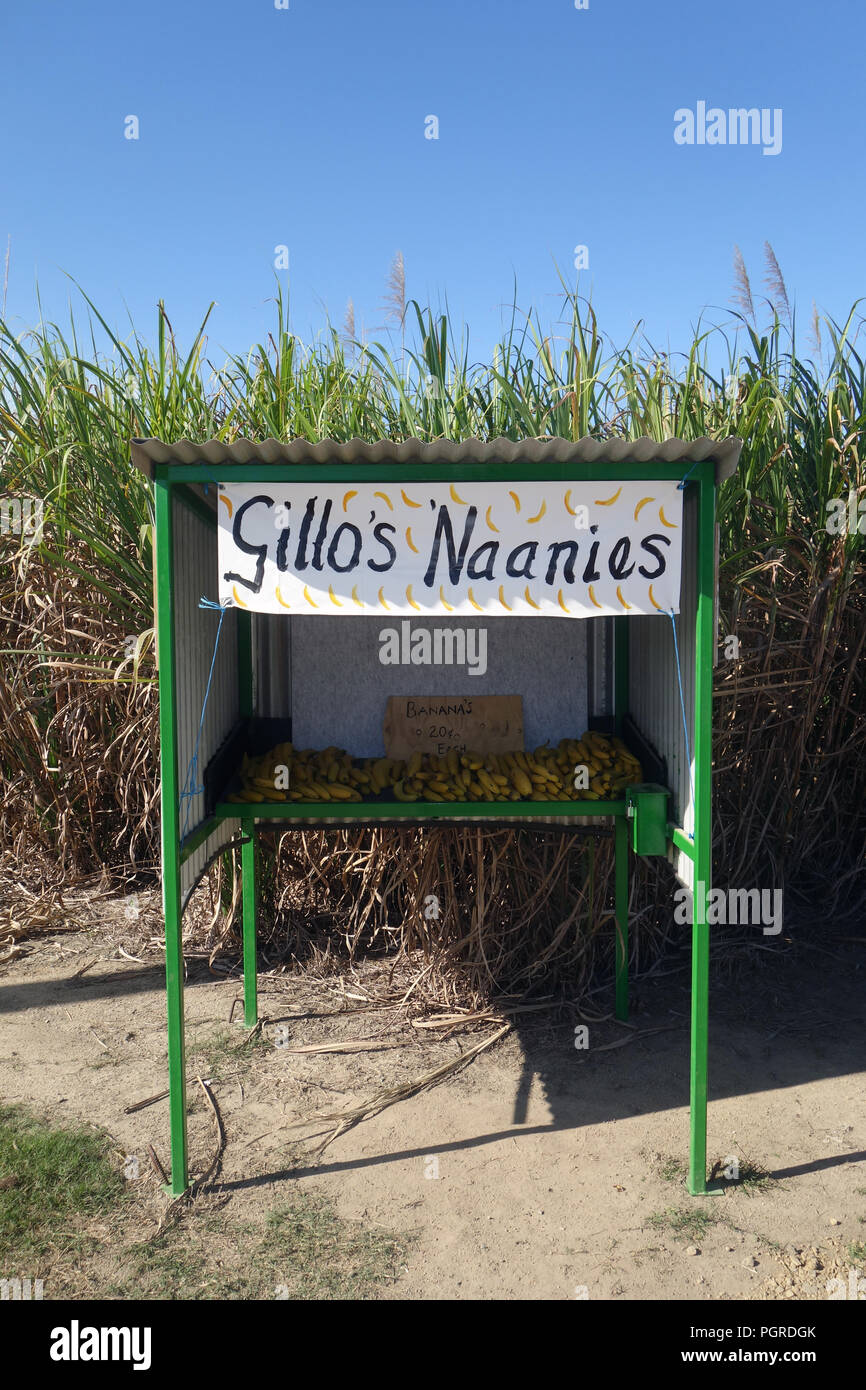 Banane am Straßenrand Neben Zuckerrohr Feld ausgeht, in der Nähe von Tully, North Queensland, Australien. Keine PR Stockfoto