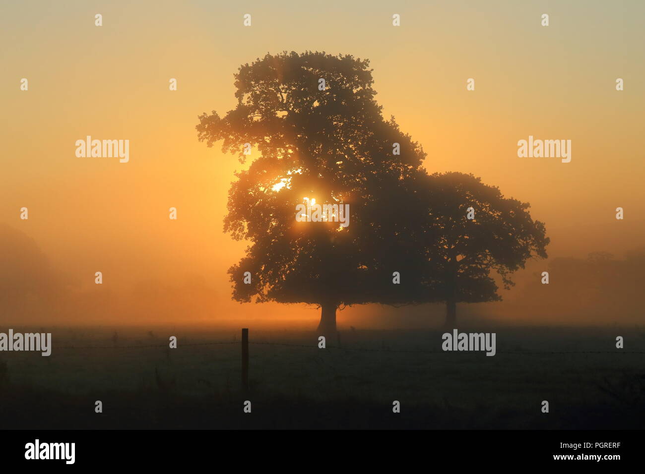 Sonne scheint durch Baum auf der nebligen Morgen Stockfoto