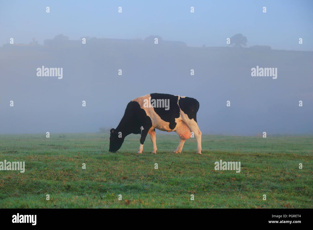 Britische Friesische rinder weiden auf dem Ackerland in einem nebligen Morgen in East Devon Stockfoto