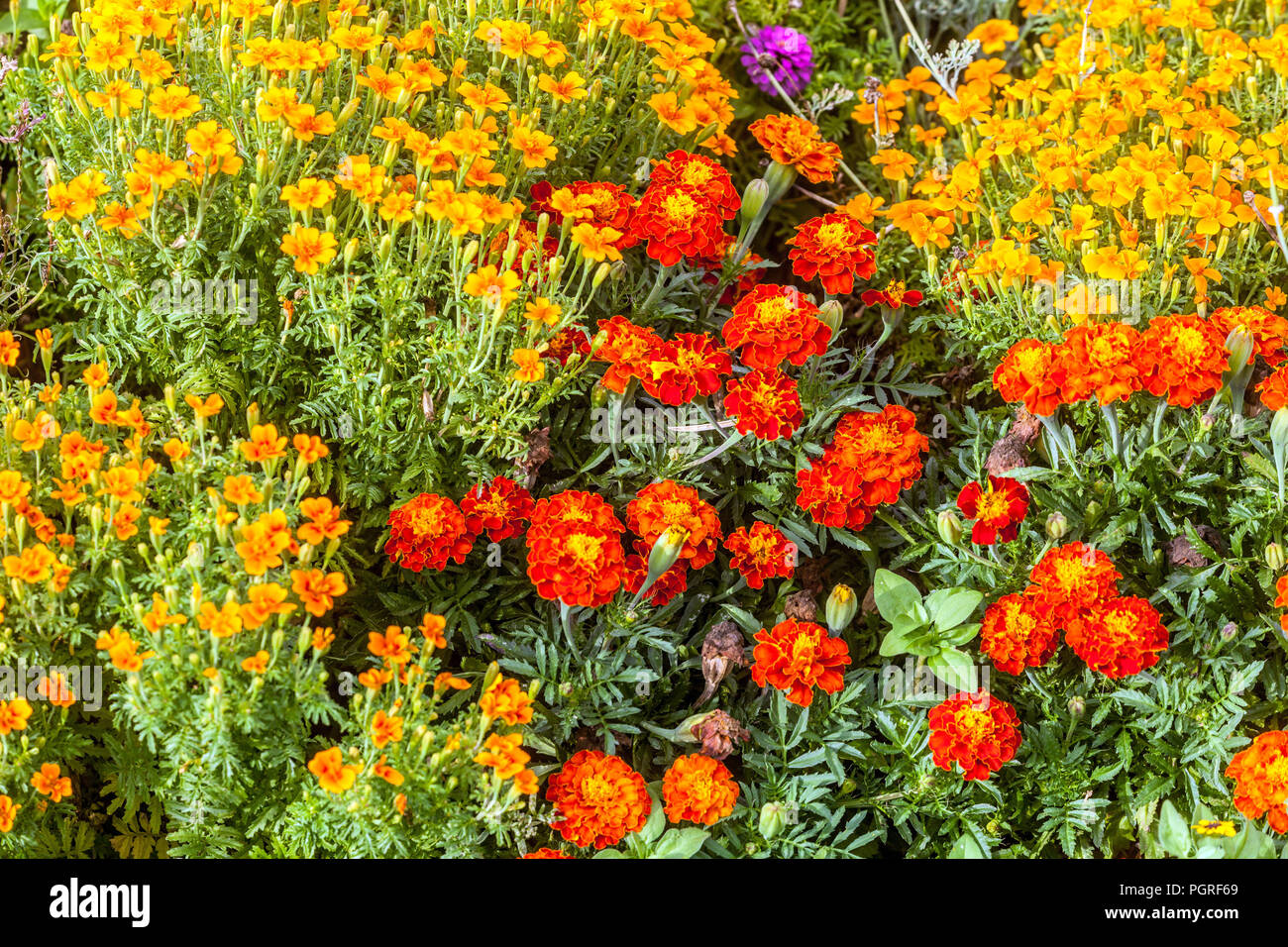Gemischte Ringelblumen, Tagetes tenuifolia und patula, Sommer jährliche flower garden Bed, Ringelblume, Ringelblumen, Blumenbeet Grenze Stockfoto