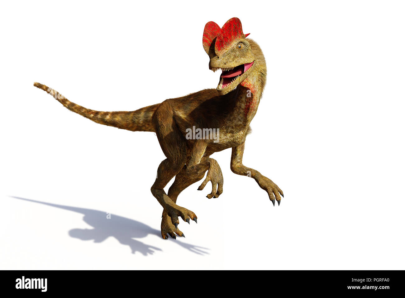 Dilophosaurus, theropode Saurier aus der frühen Kreidezeit (3D-Darstellung mit Schatten auf weißem Hintergrund) Stockfoto