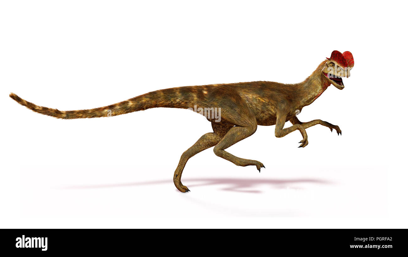 Laufen, theropode Dilophosaurus Dinosaurier aus der frühen Kreidezeit (3D-Darstellung mit Schatten auf weißem Hintergrund) Stockfoto