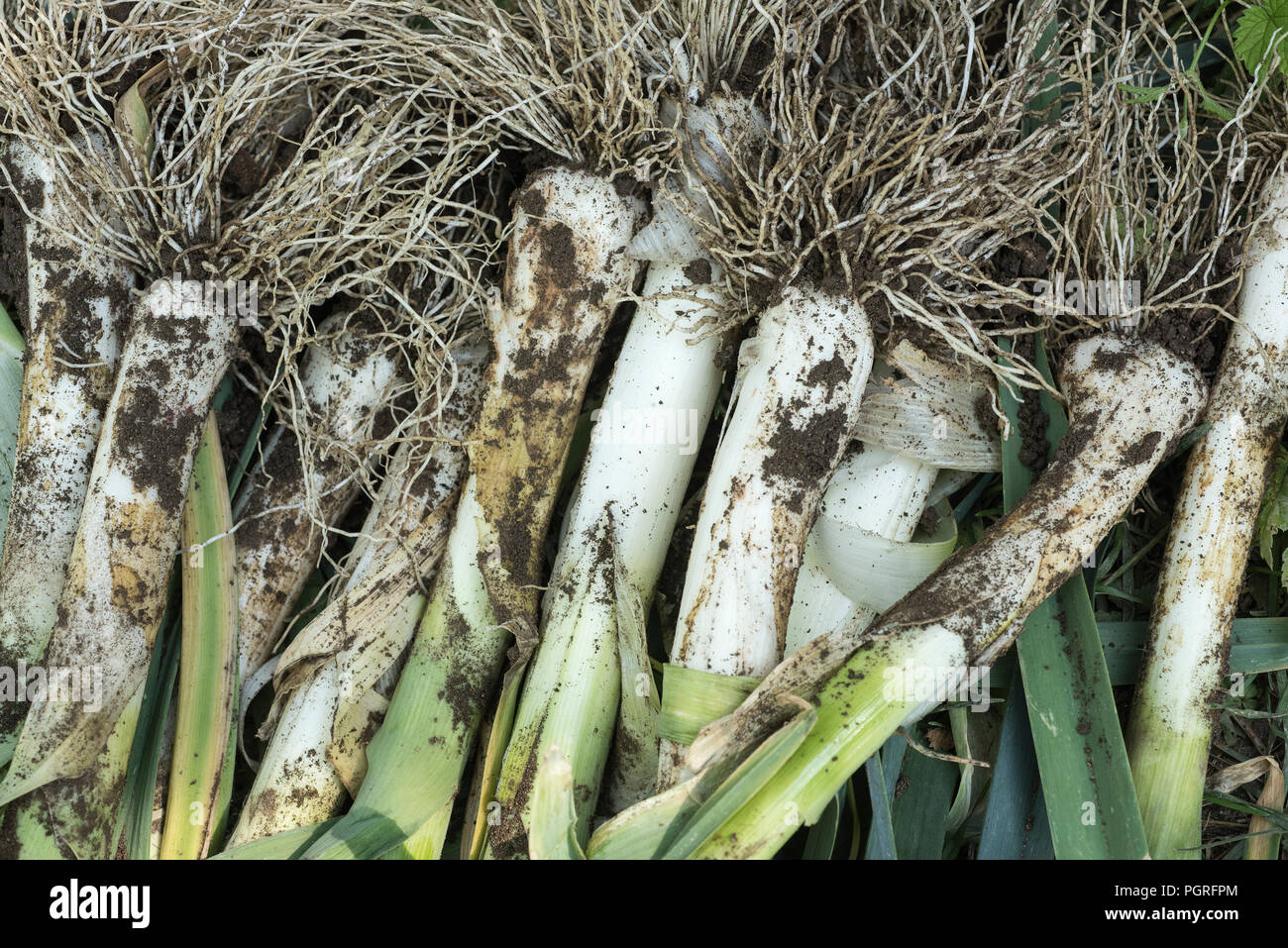 Allium ampeloprasum, frisch gepflückt Lauch im Garten Stockfoto