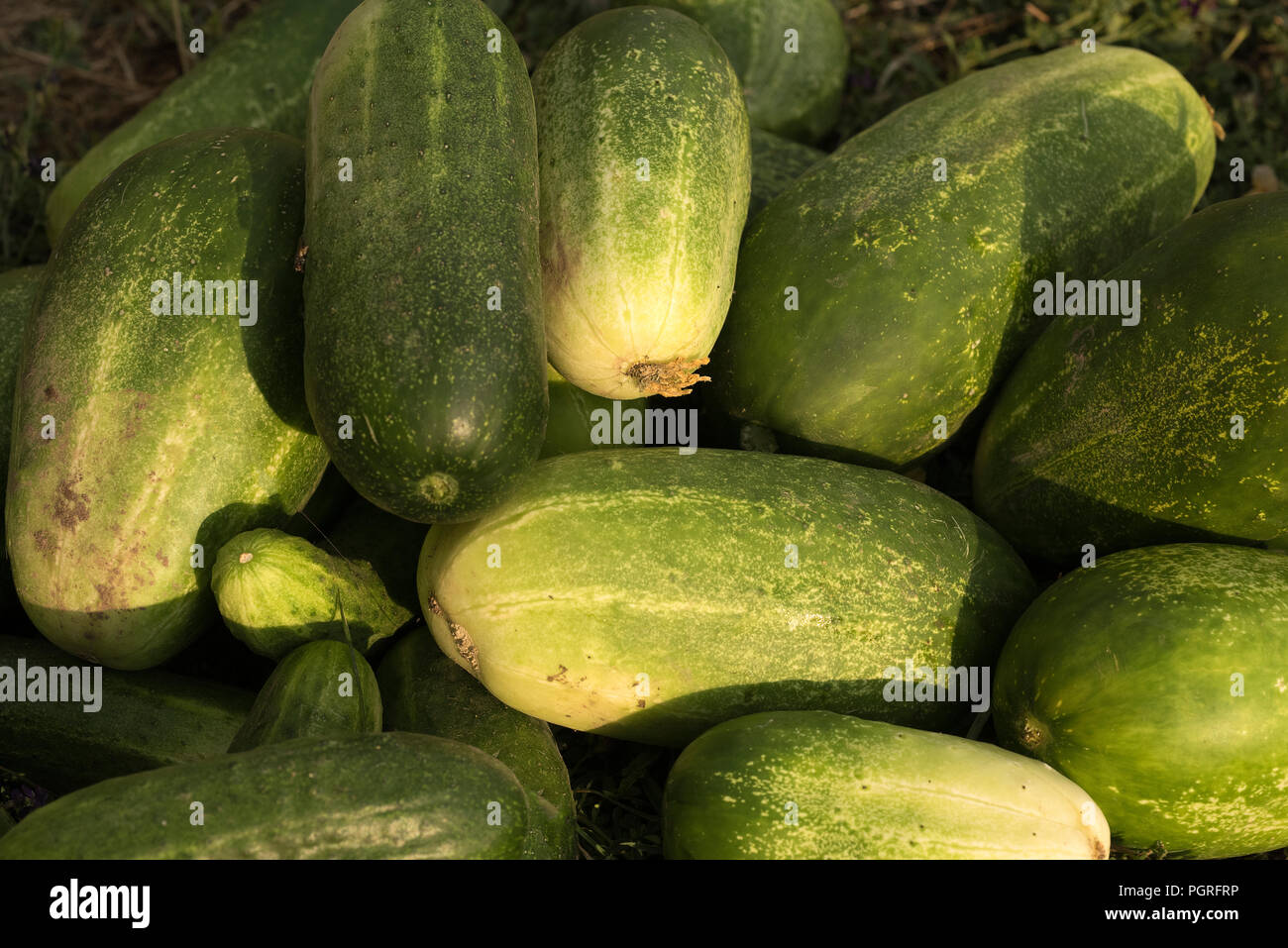 32+ Gemüsegarten Gurken, Gurken pflanzen lohnt sich, denn die