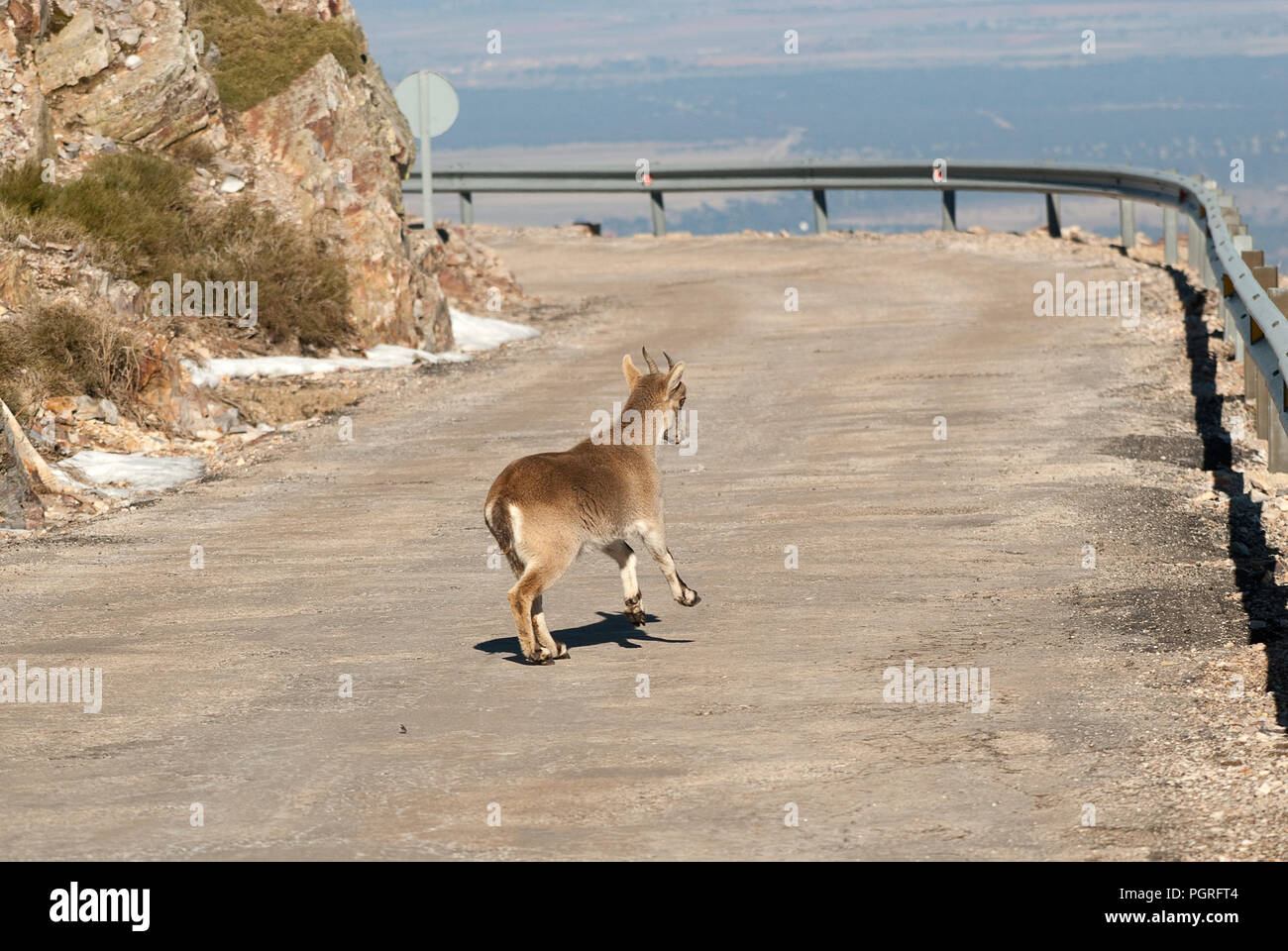 Ziege Montés Ibérica, Capra pyrenaica, Iberische Steinböcke, Spanien, auf der Straße Stockfoto