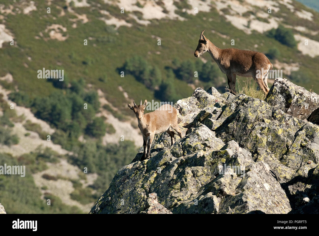 Iberische Steinbock, Capra pyrenaica, Iberische Steinböcke, Spanien, oben auf dem Felsen Stockfoto