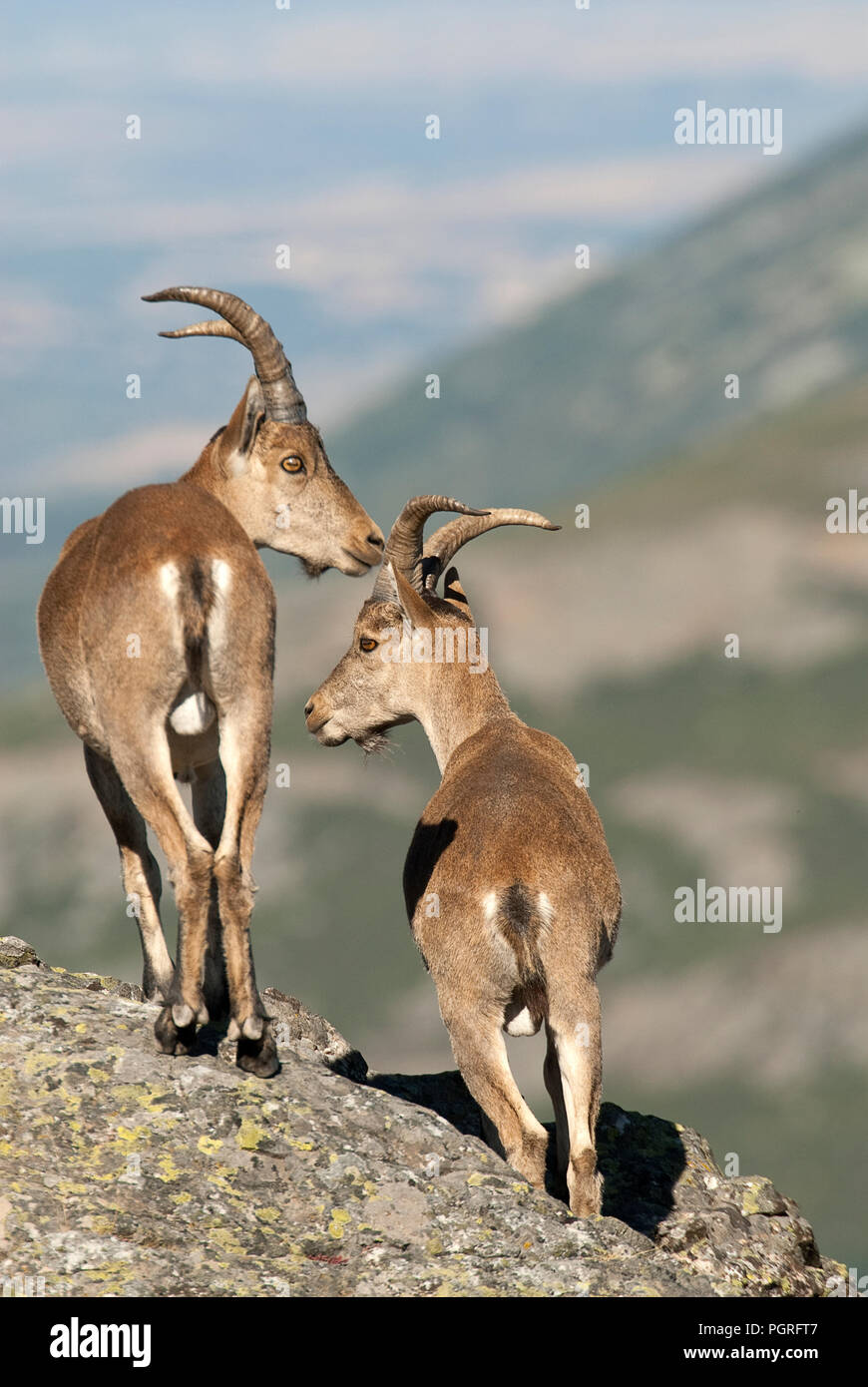 Ziege Montés Ibérica, Capra pyrenaica, Iberische Steinböcke, Spanien, oben auf dem Felsen, Gruppe Stockfoto