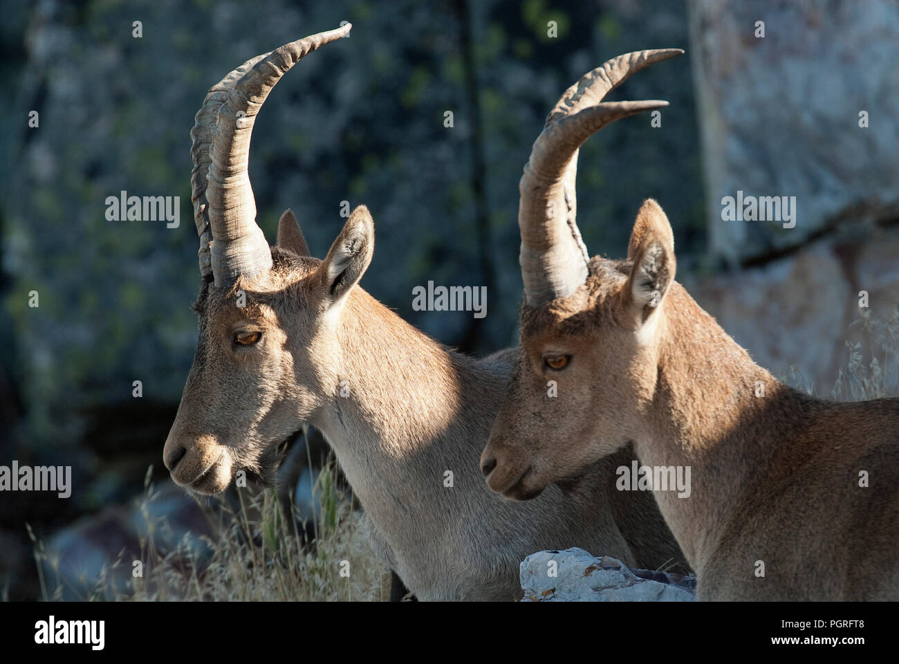 Ziege Montés Ibérica, Capra pyrenaica, Iberische Steinböcke, Spanien, oben auf dem Felsen, Gruppe Stockfoto