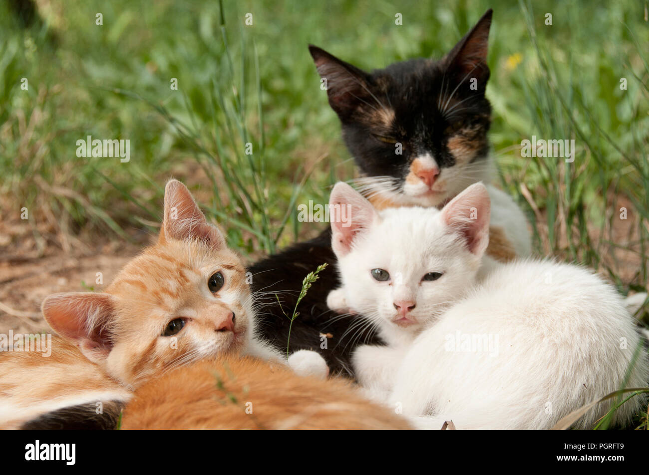 Gruppe von Welpen Katzen ruhen Stockfoto