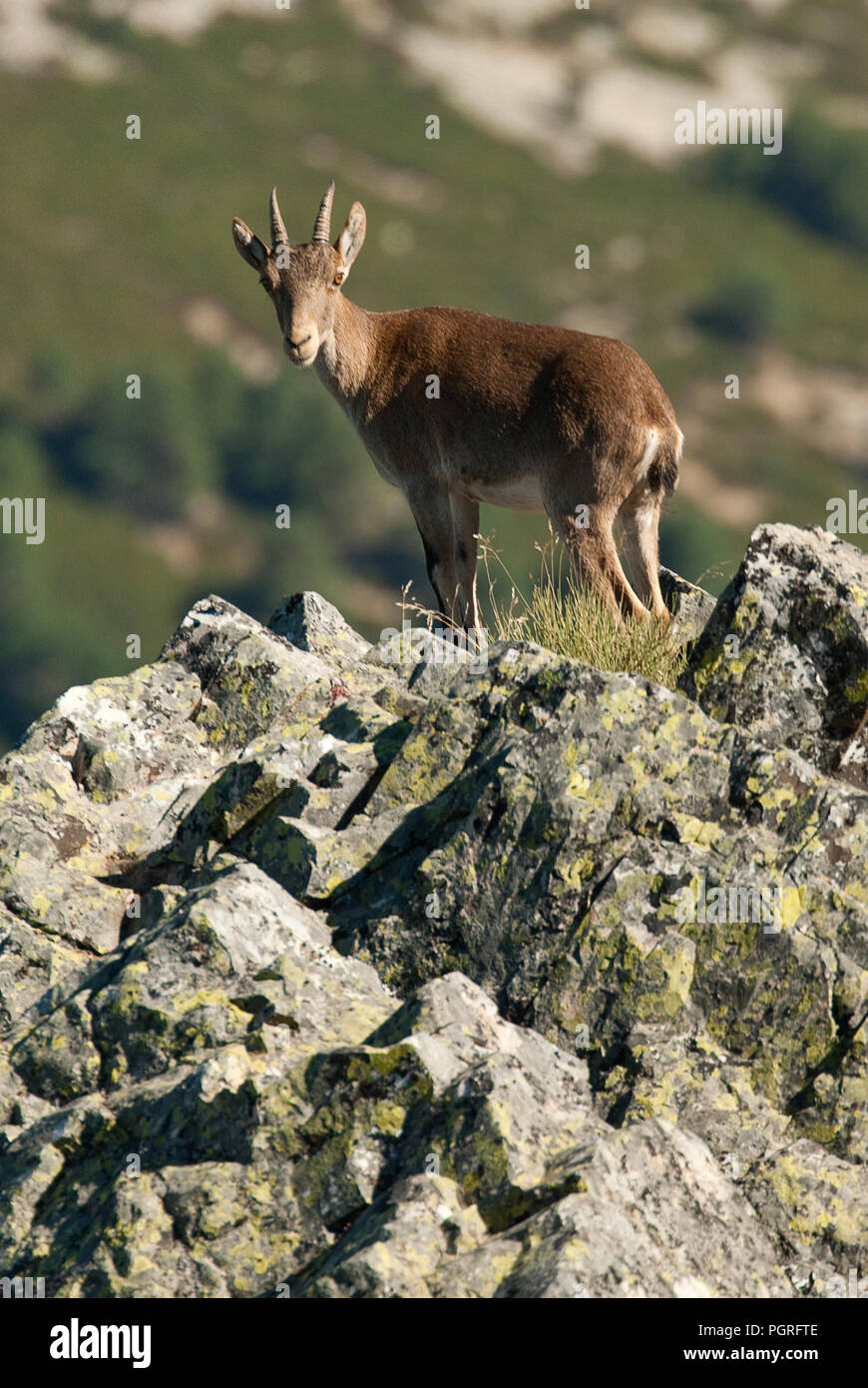 Iberische Steinbock, Capra pyrenaica, Iberische Steinböcke, Spanien, oben auf dem Felsen Stockfoto