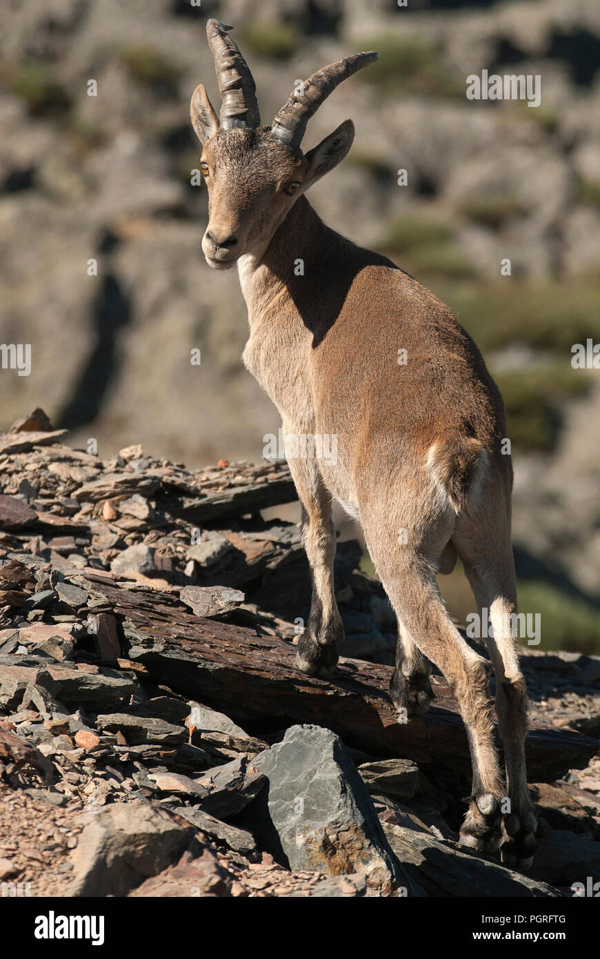 Iberische Steinbock, Capra pyrenaica, Iberische Steinböcke, Spanien, oben auf dem Felsen Stockfoto