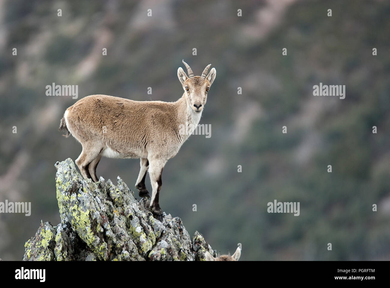 Iberische Steinbock, Capra pyrenaica, Iberische Steinböcke, Spanien, oben auf dem Felsen Stockfoto