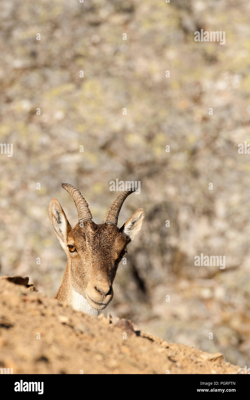 Iberische Steinbock, Capra pyrenaica, Iberische Steinböcke, Spanien, oben auf dem Felsen Stockfoto
